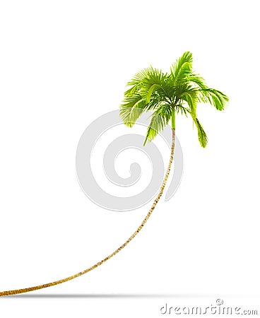 Palm Tree Texture Royalty Free Stock Photography - Image: 11401117