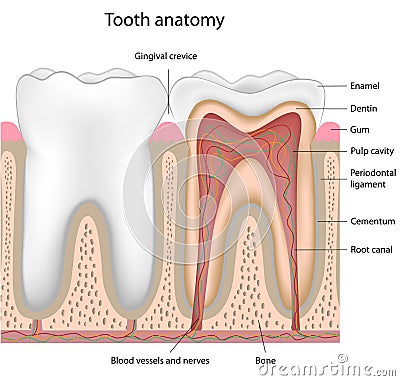 Tooth Anatomy, Eps8 Royalty Free Stock Photography - Image: 19180197